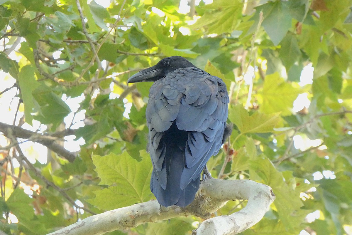 Grand Corbeau - ML641023410