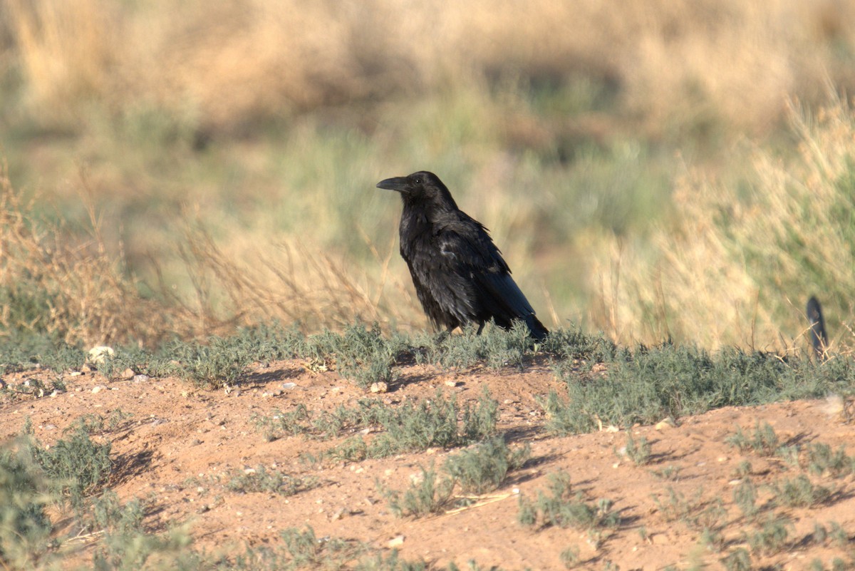 Grand Corbeau - ML641023416