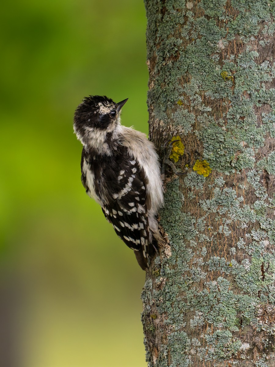 Downy Woodpecker - ML641023422