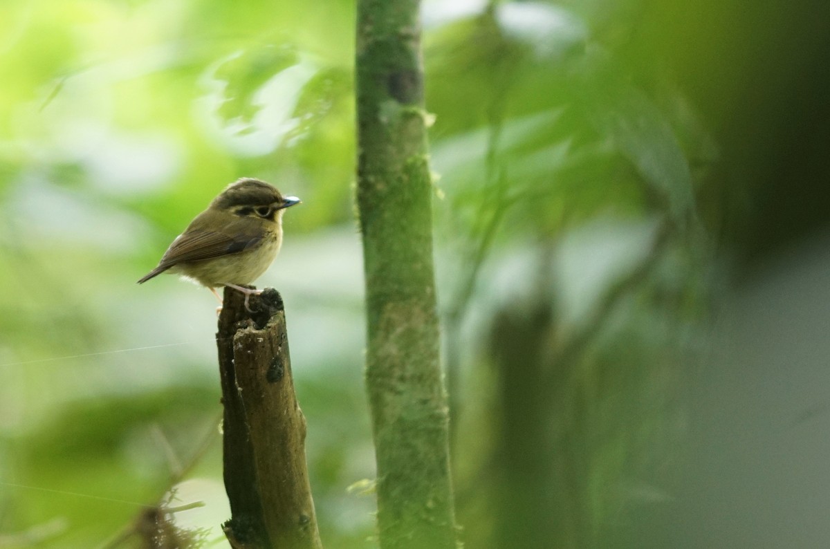 White-throated Spadebill - ML641023436