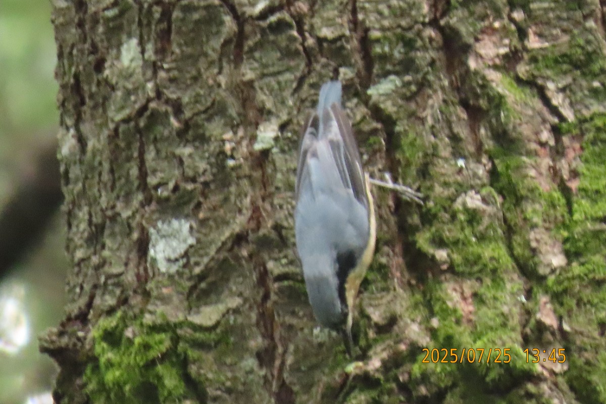 Chestnut-vented Nuthatch - ML641023462
