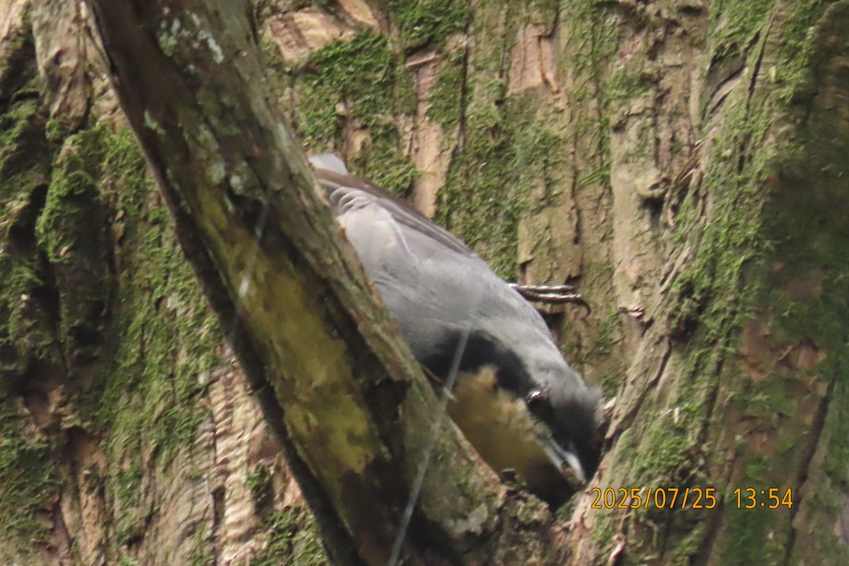 Chestnut-vented Nuthatch - ML641023464