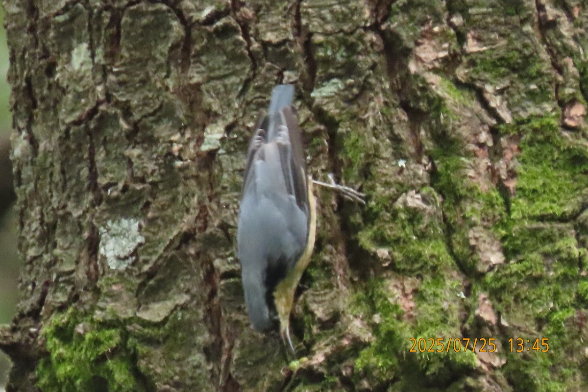 Chestnut-vented Nuthatch - ML641023465