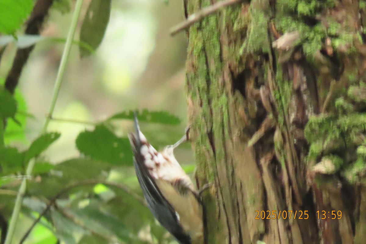 Chestnut-vented Nuthatch - ML641023466