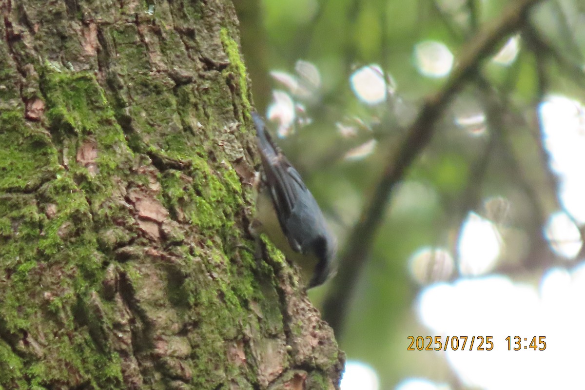Chestnut-vented Nuthatch - ML641023468
