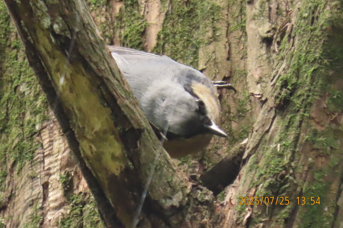 Chestnut-vented Nuthatch - ML641023469