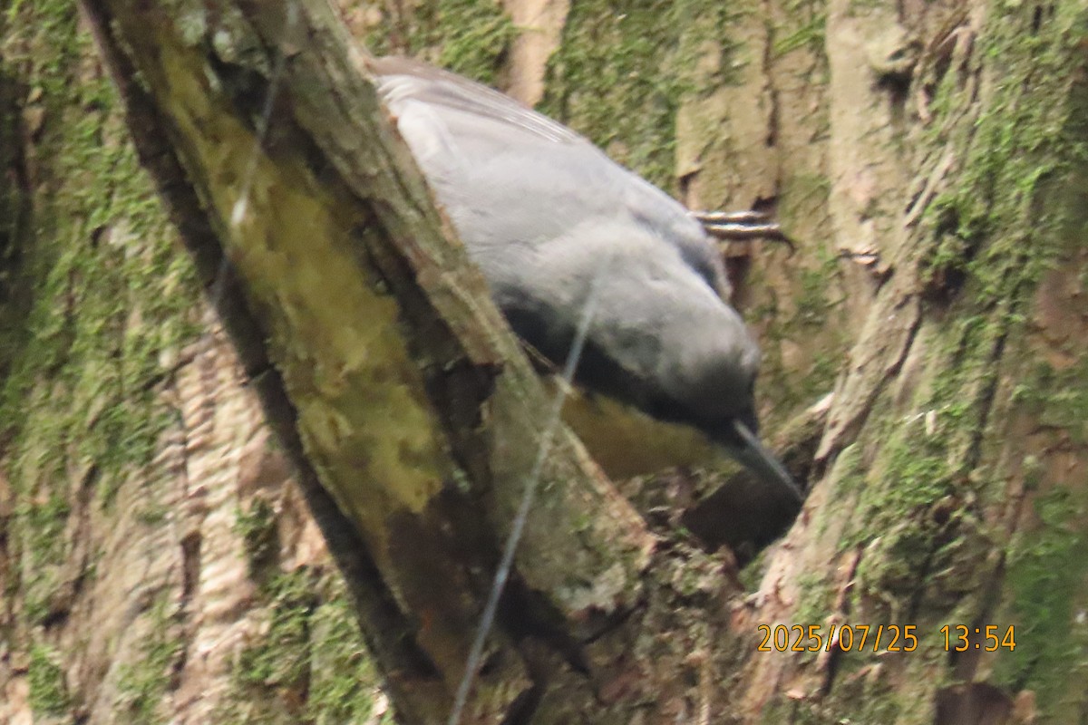 Chestnut-vented Nuthatch - ML641023470