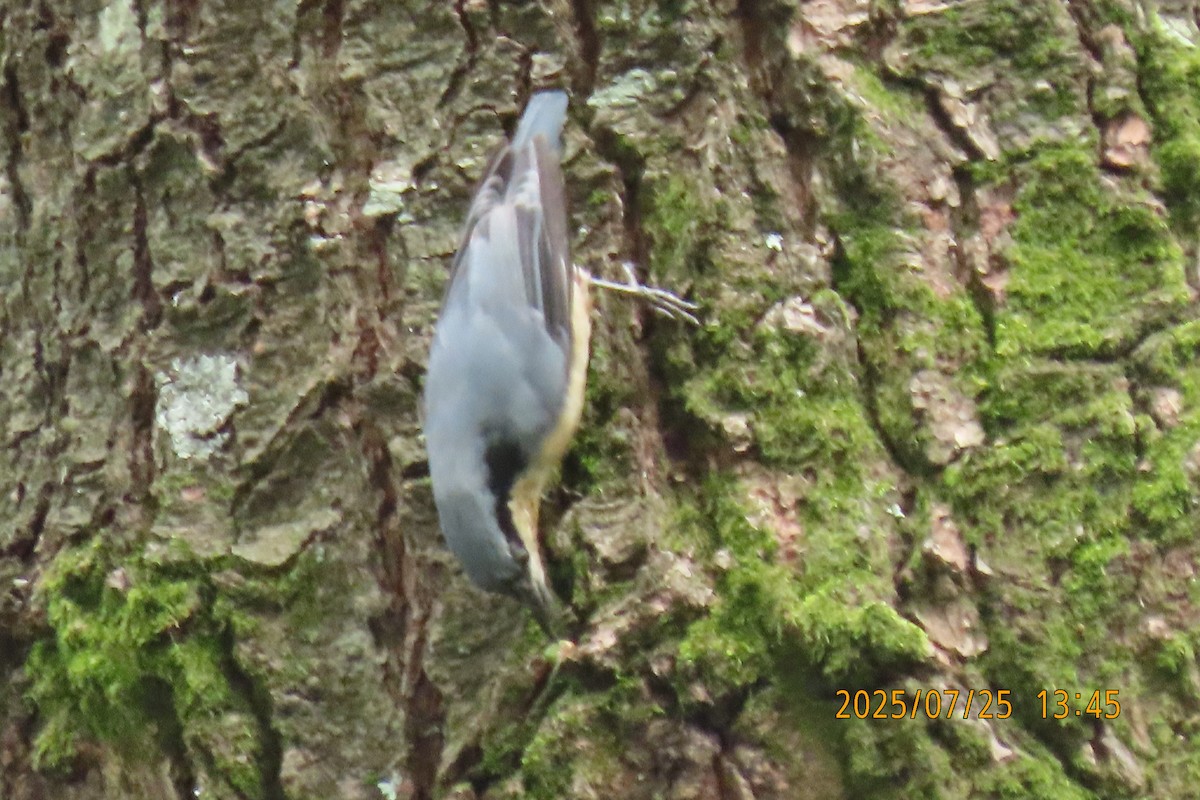 Chestnut-vented Nuthatch - ML641023471