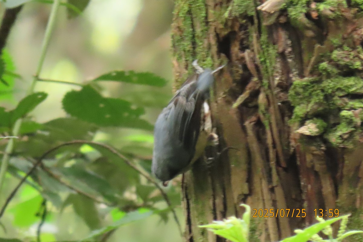 Chestnut-vented Nuthatch - ML641023472