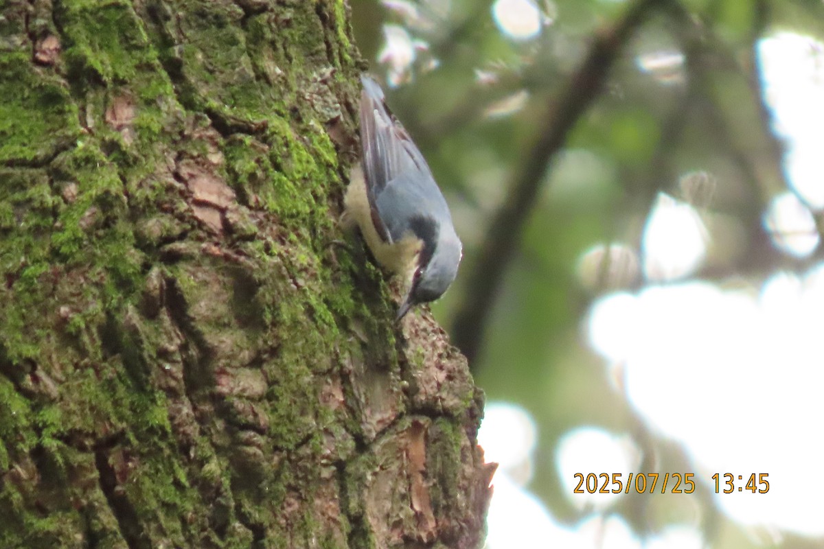 Chestnut-vented Nuthatch - ML641023473