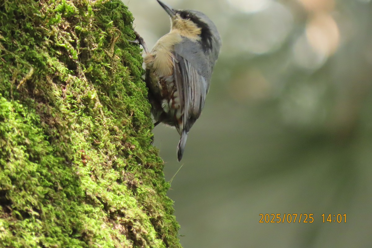 Chestnut-vented Nuthatch - ML641023474