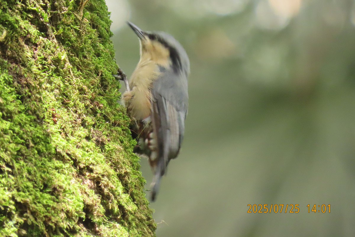 Chestnut-vented Nuthatch - ML641023478
