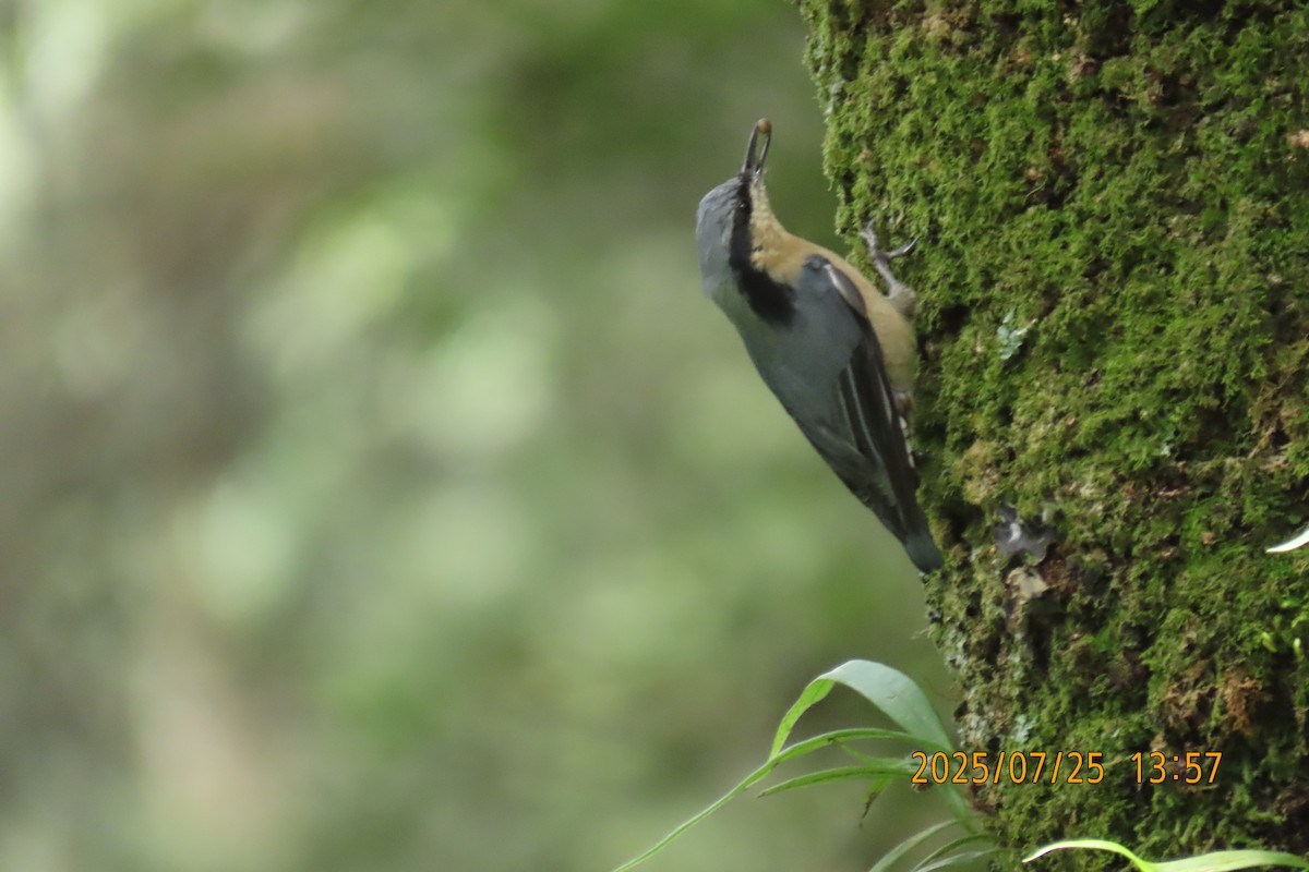 Chestnut-vented Nuthatch - ML641023480