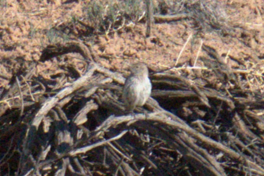 Rock Wren - ML641023487