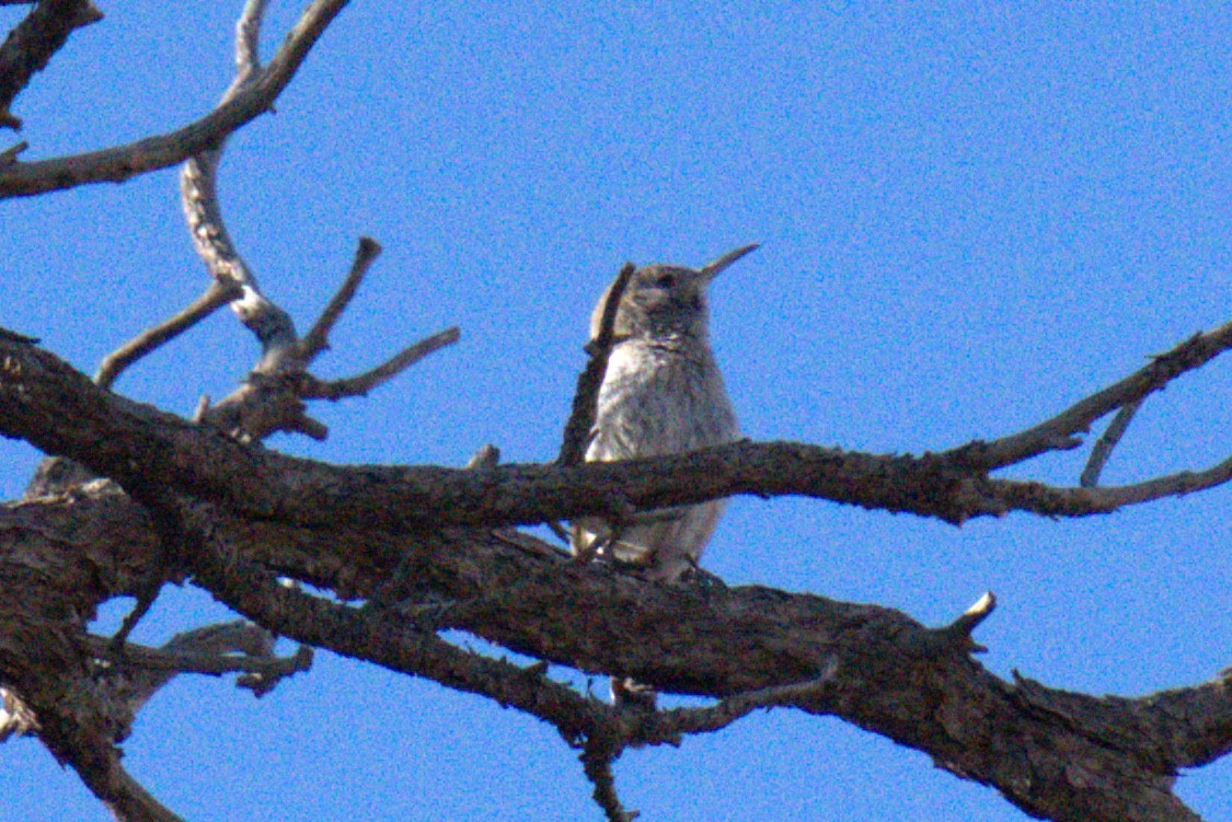 Rock Wren - ML641023488