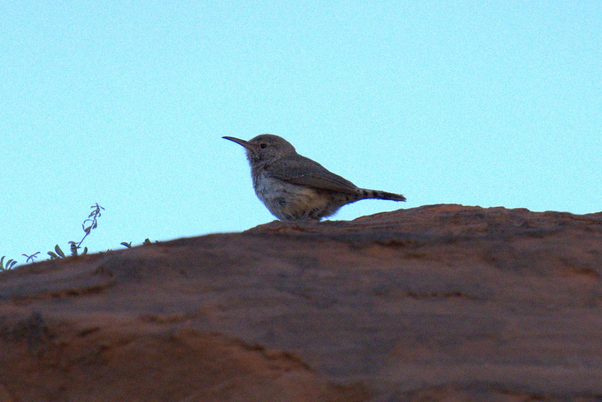 Rock Wren - ML641023489