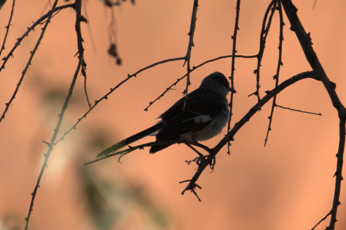 Northern Mockingbird - ML641023496