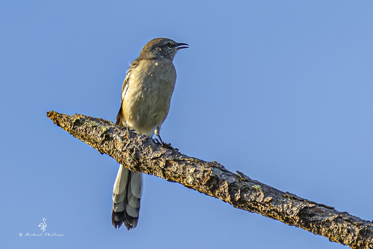 Northern Mockingbird - ML641023510