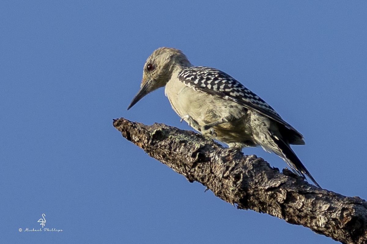 Red-bellied Woodpecker - ML641023515