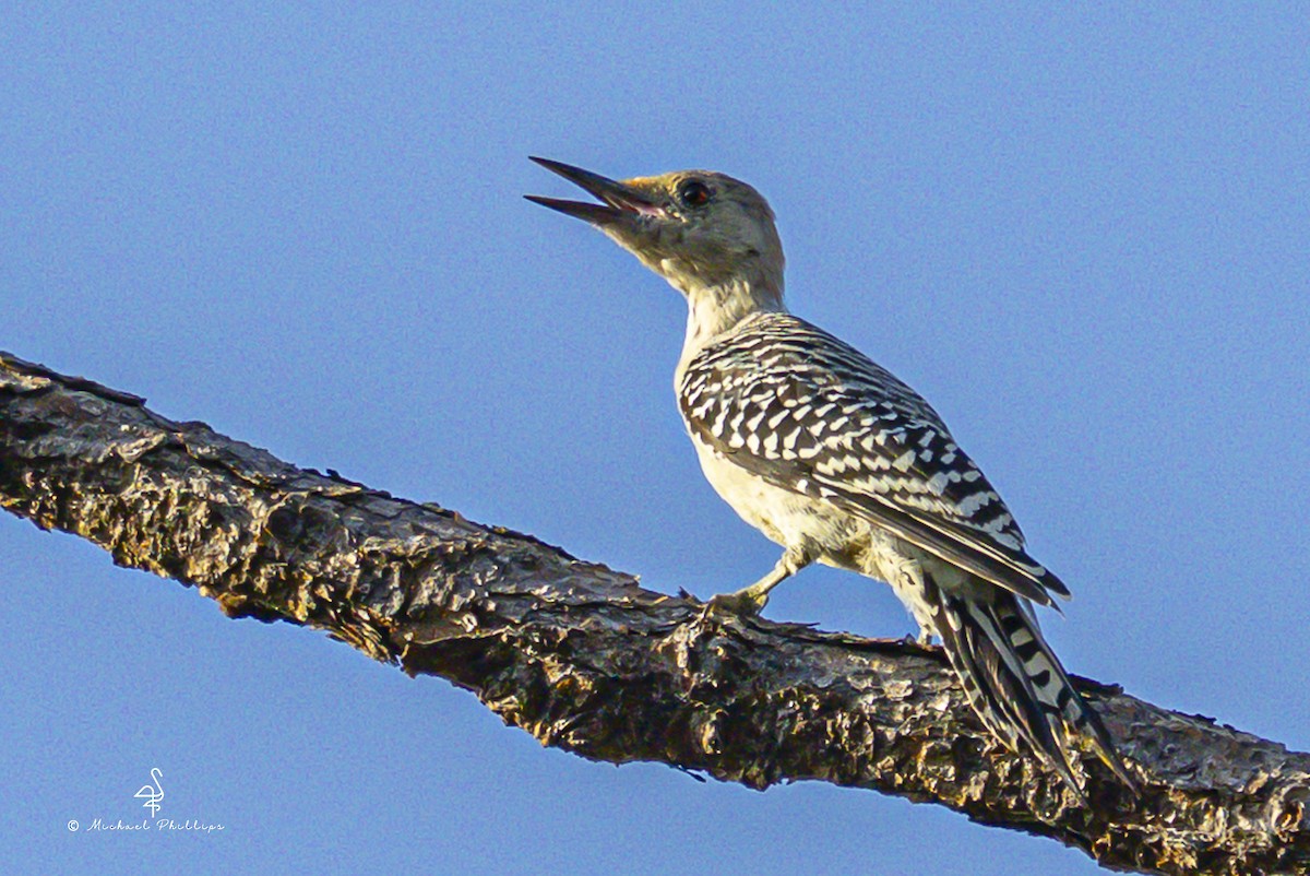 Red-bellied Woodpecker - ML641023516
