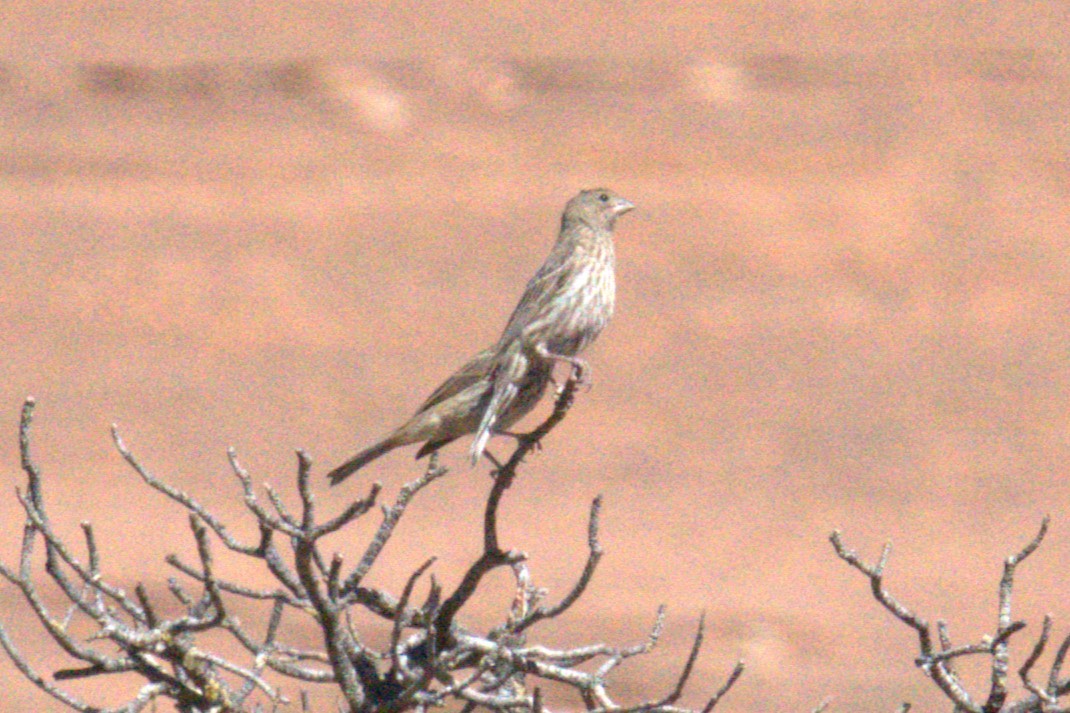 House Finch - ML641023524