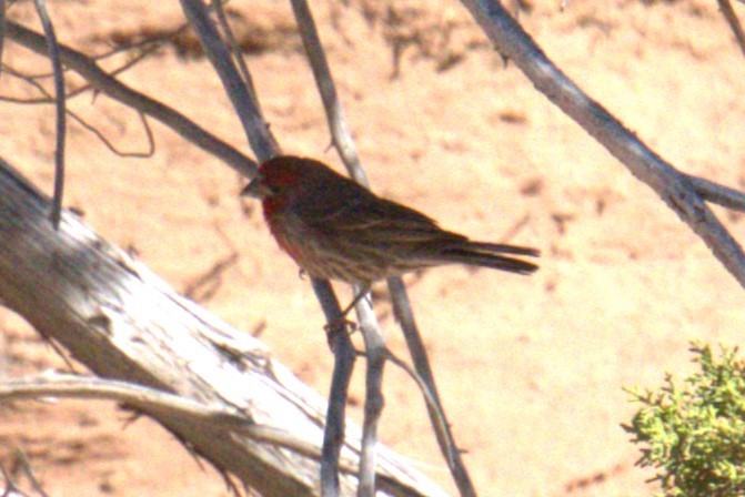House Finch - ML641023525