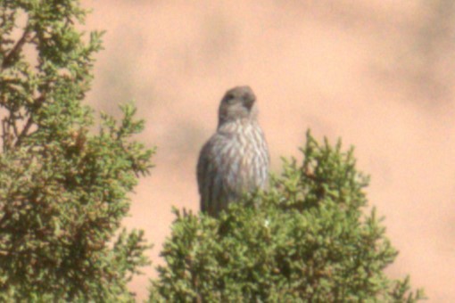 House Finch - ML641023526