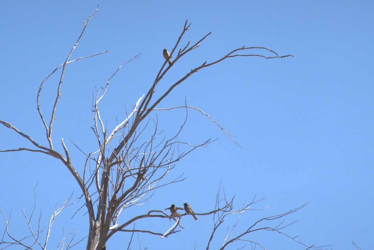 House Finch - ML641023527
