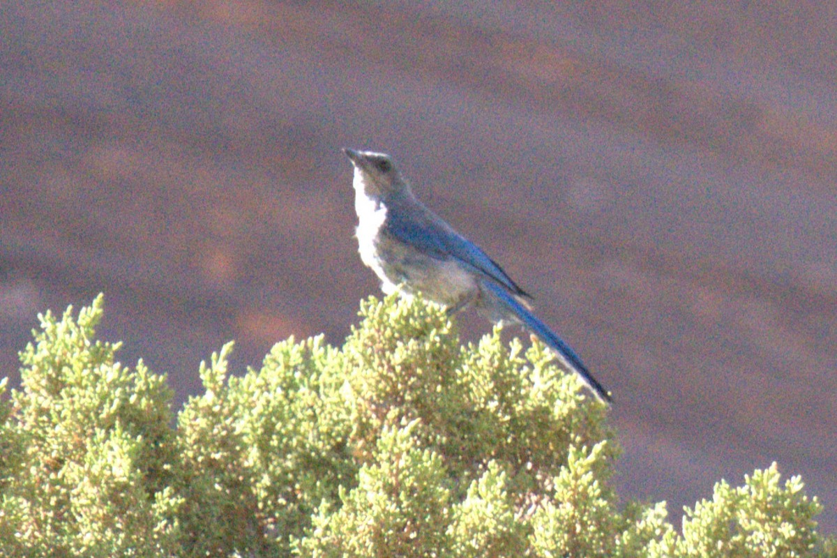 Woodhouse's Scrub-Jay - ML641023530