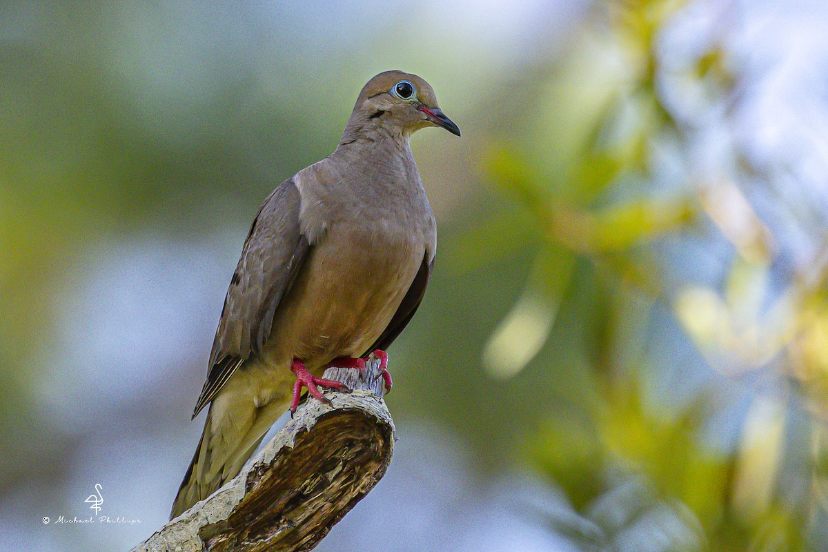 Mourning Dove - ML641023531