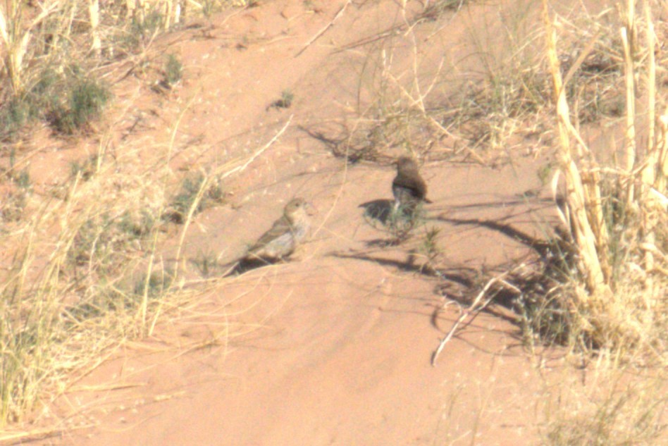 Lazuli Bunting - ML641023567