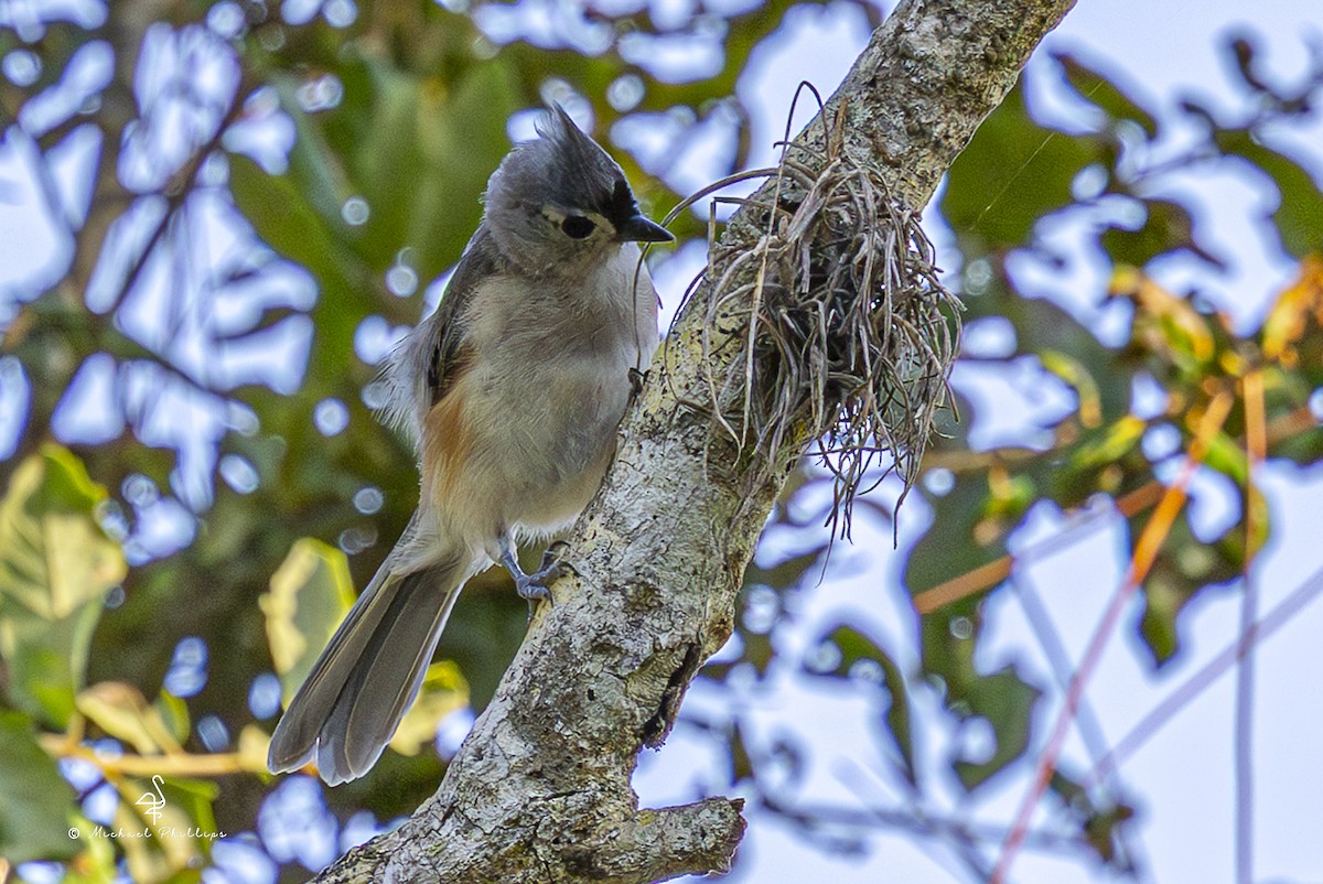 Tufted Titmouse - ML641023588