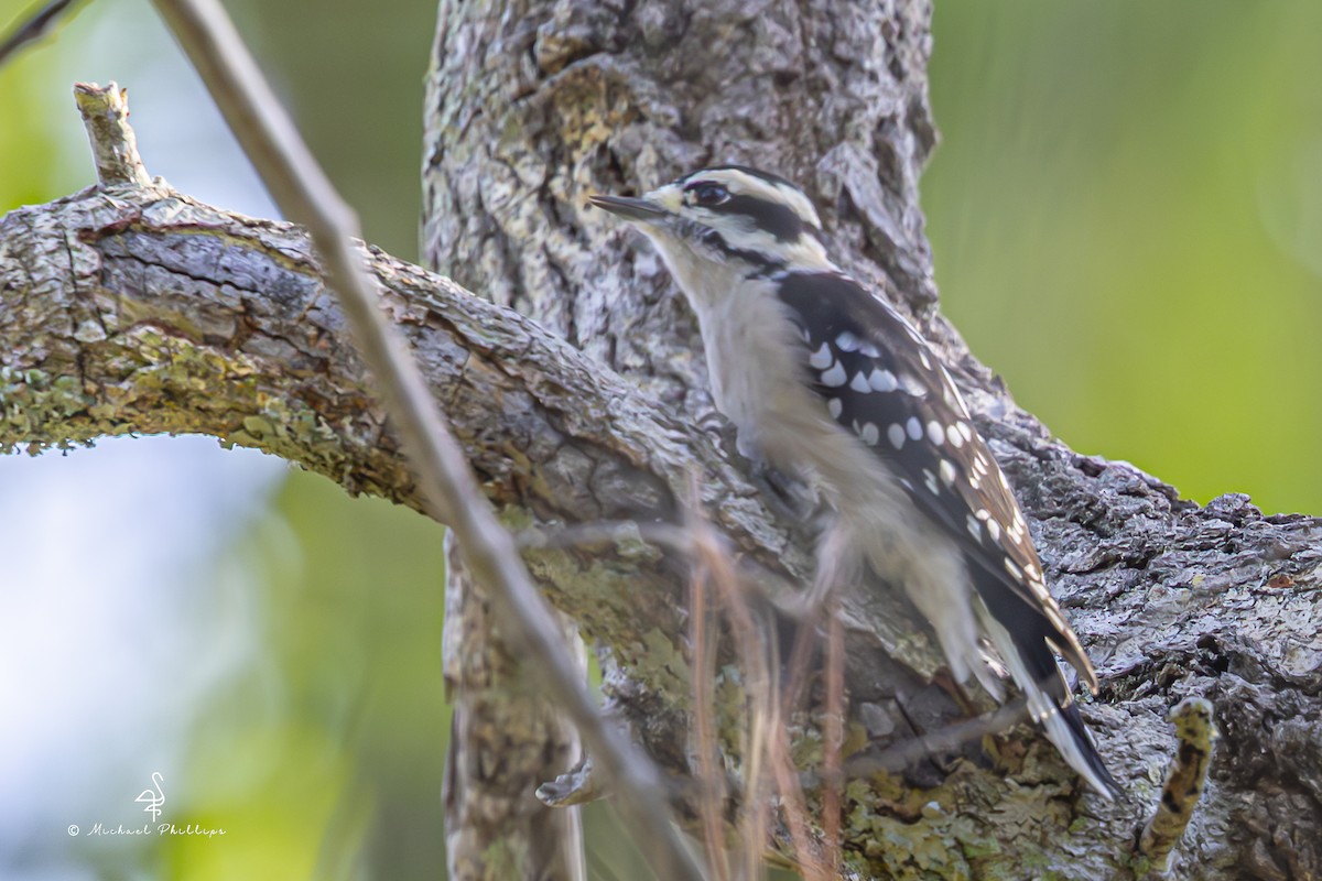 Downy Woodpecker - ML641023598