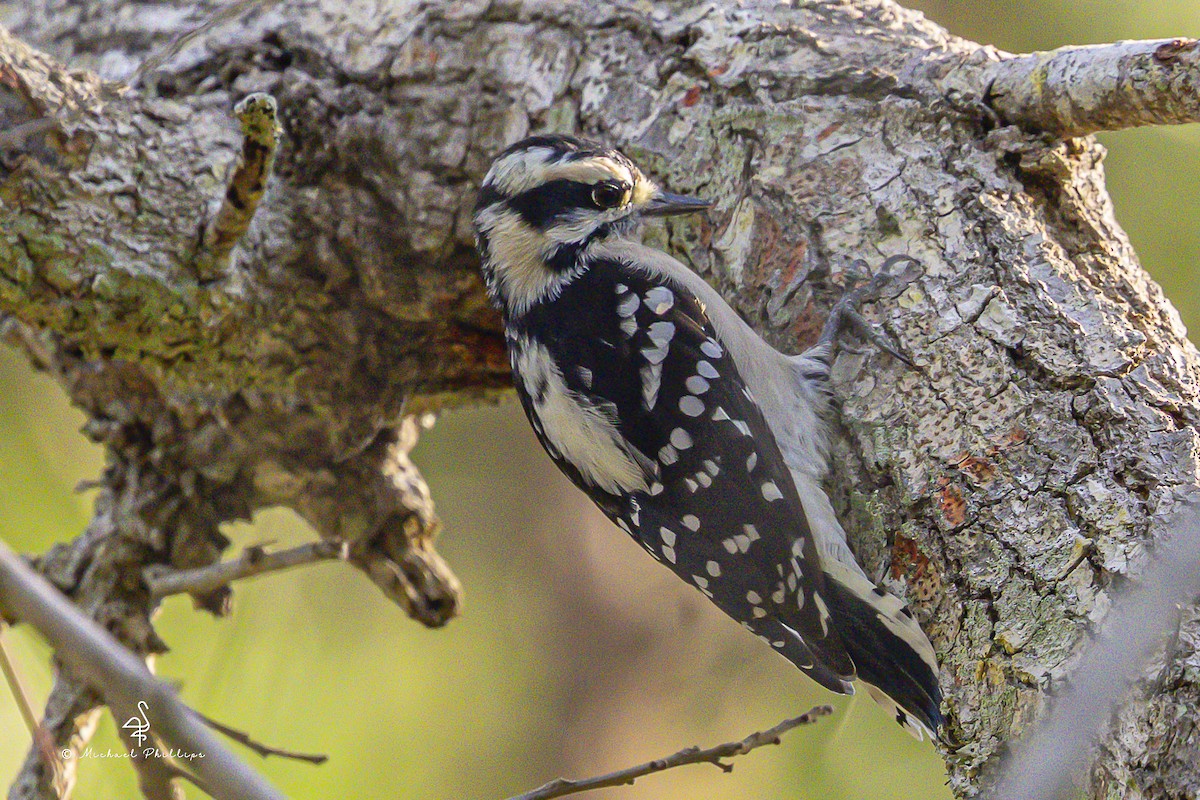 Downy Woodpecker - ML641023599