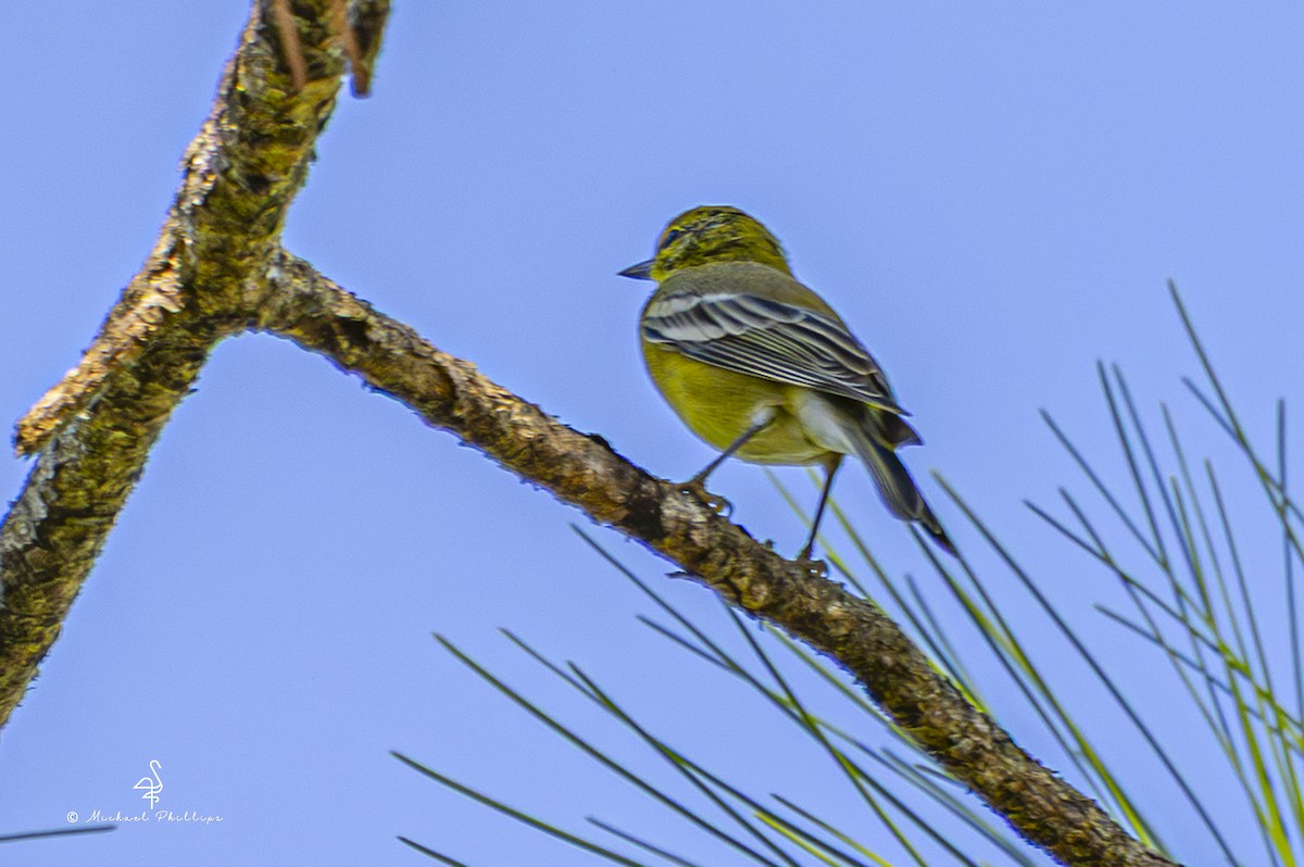 Pine Warbler - ML641023616
