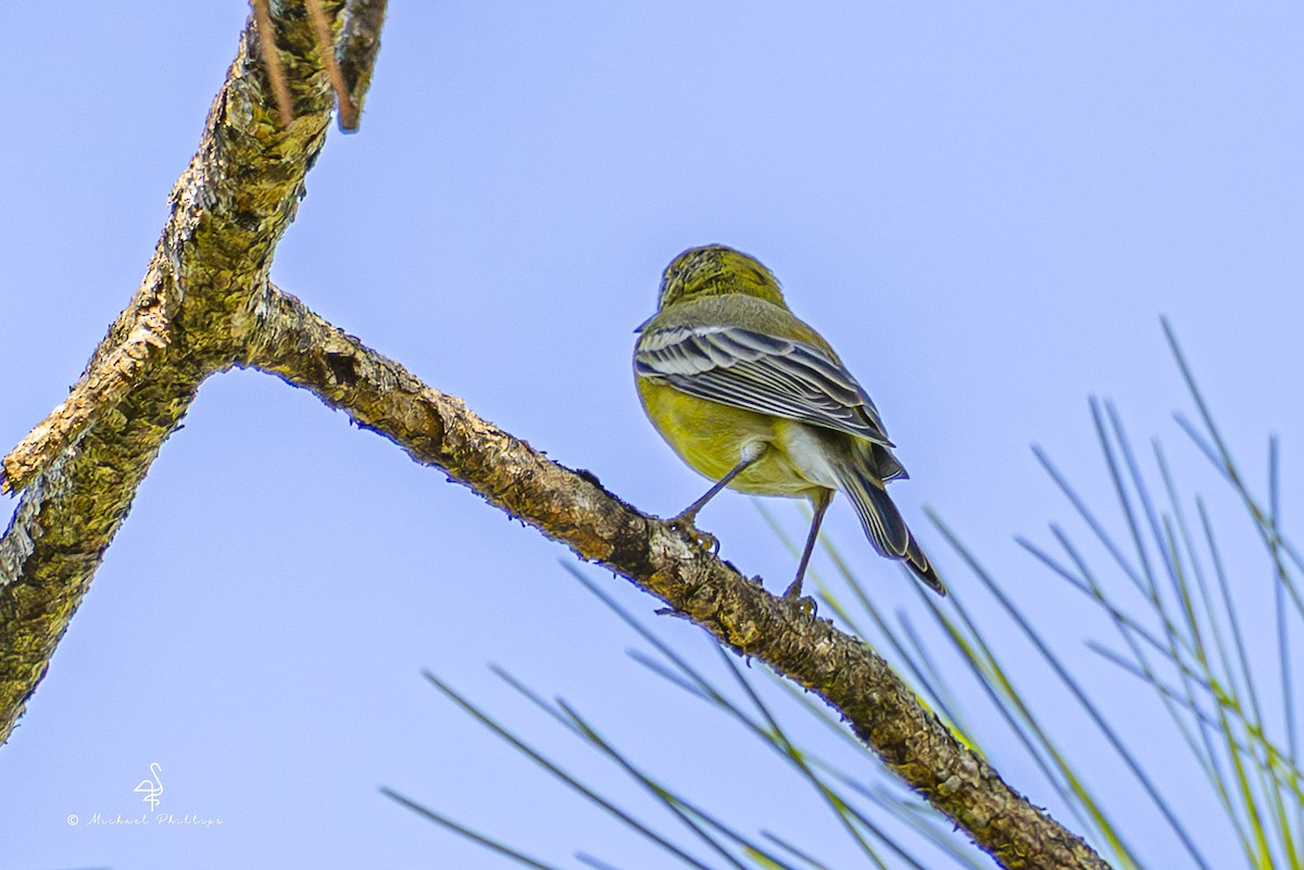 Pine Warbler - ML641023617