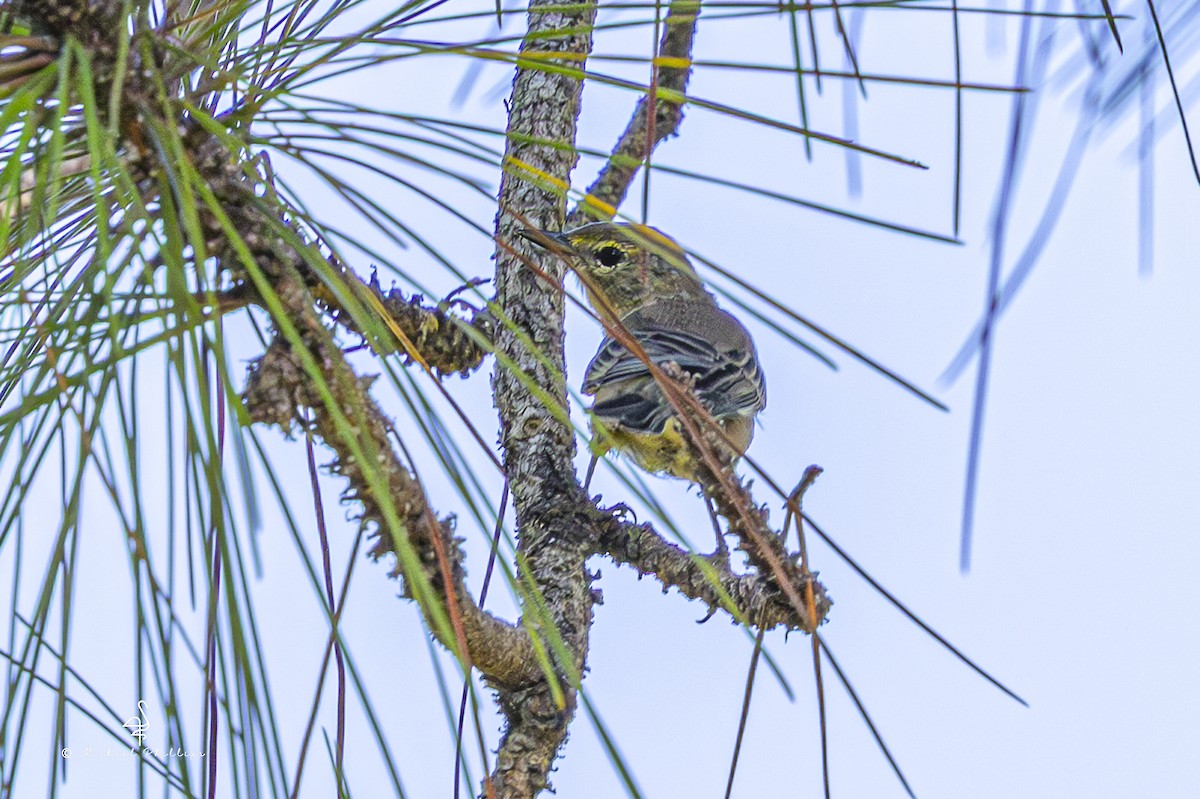 Pine Warbler - ML641023618