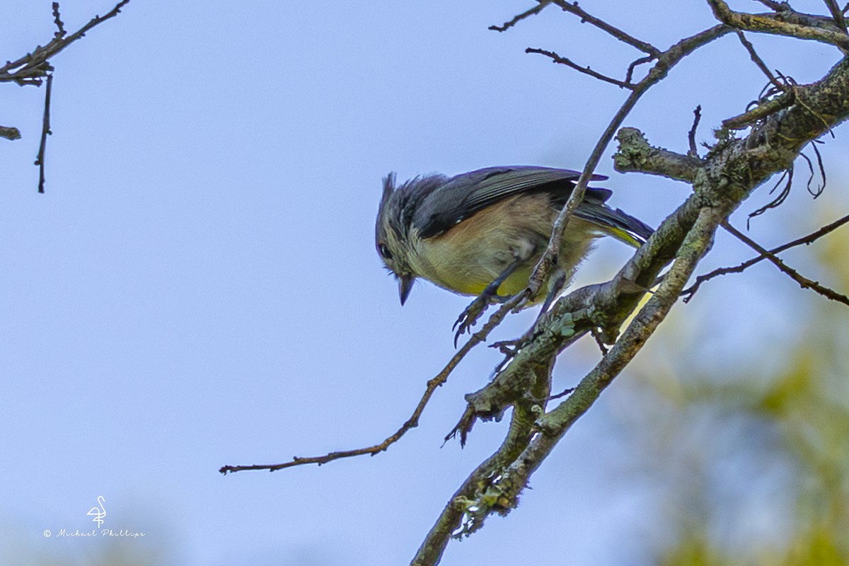 Tufted Titmouse - ML641023634