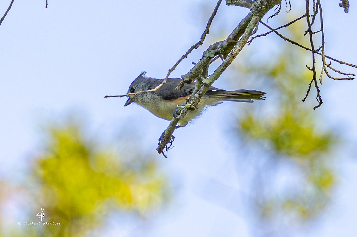 Tufted Titmouse - ML641023635