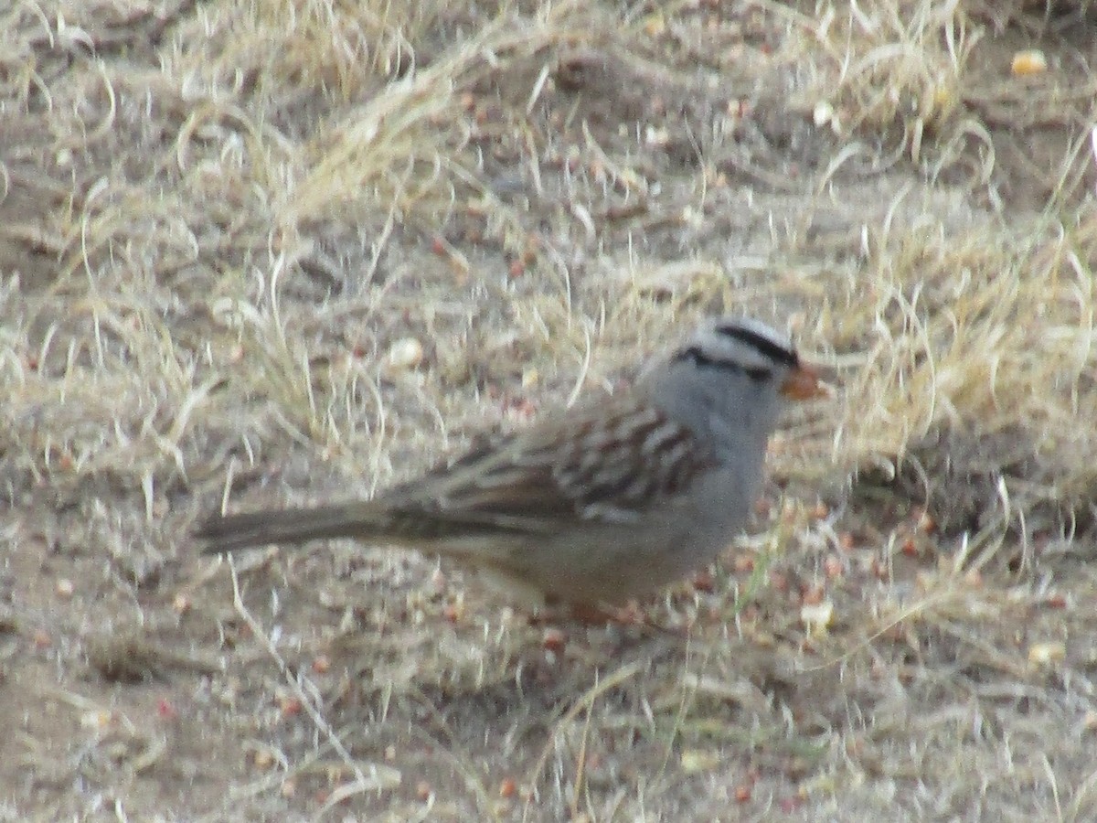 White-crowned Sparrow - ML641023637
