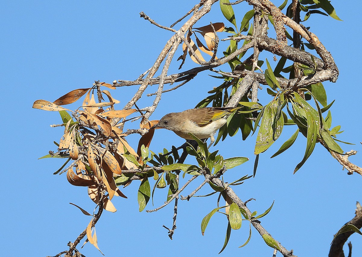 Rufous-throated Honeyeater - ML641023642