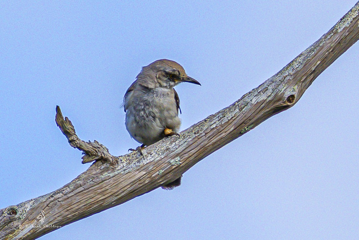 Northern Mockingbird - ML641023677