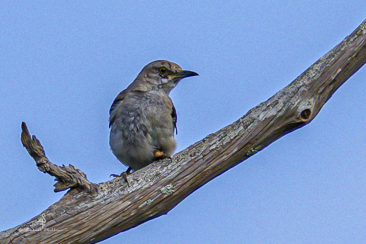 Northern Mockingbird - ML641023678