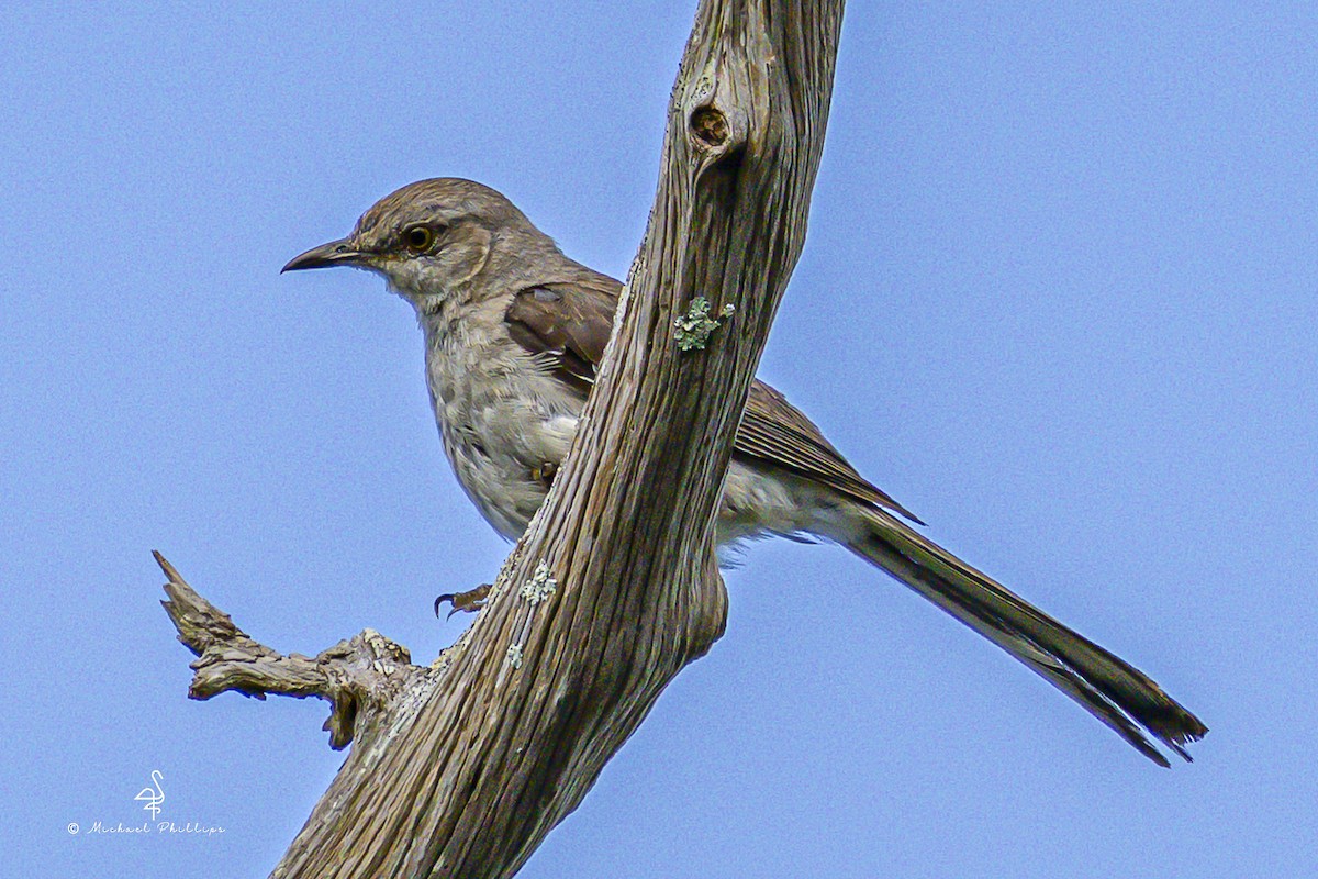 Northern Mockingbird - ML641023679