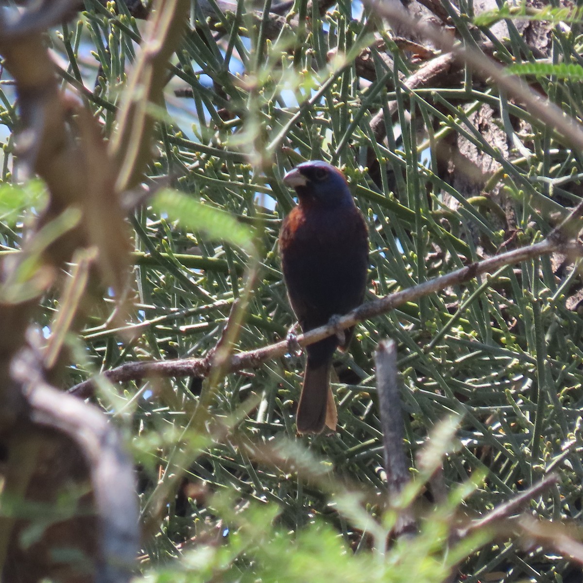 Varied Bunting - ML641023713