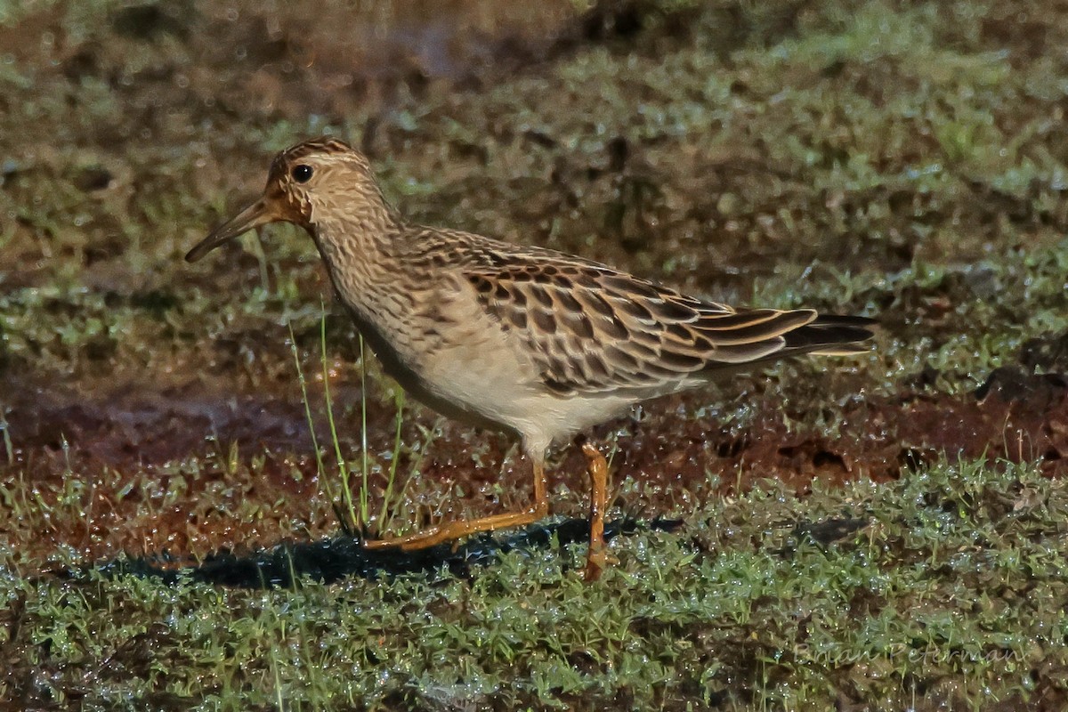 Graubrust-Strandläufer - ML641023728