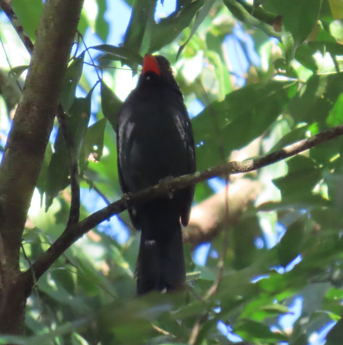 Black-throated Grosbeak - ML641023737