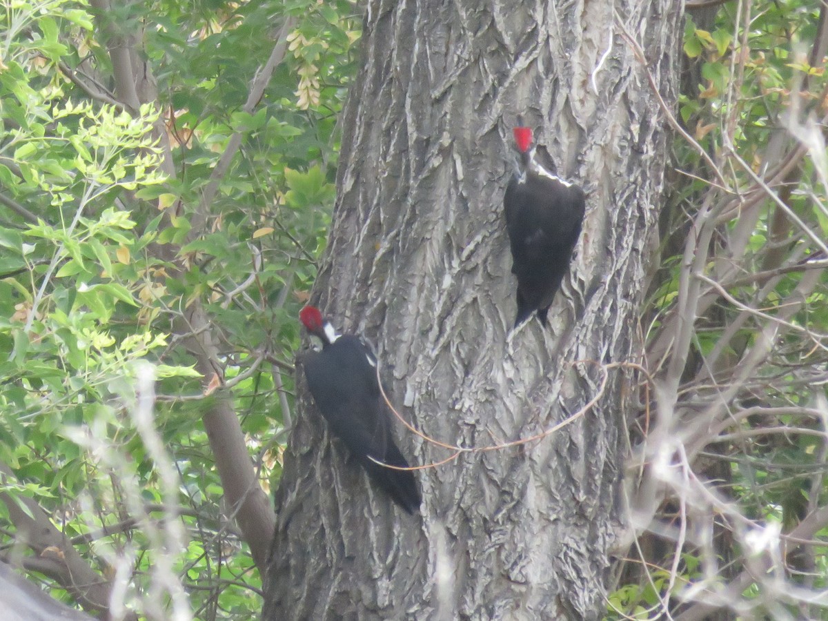 Pileated Woodpecker - ML641023739