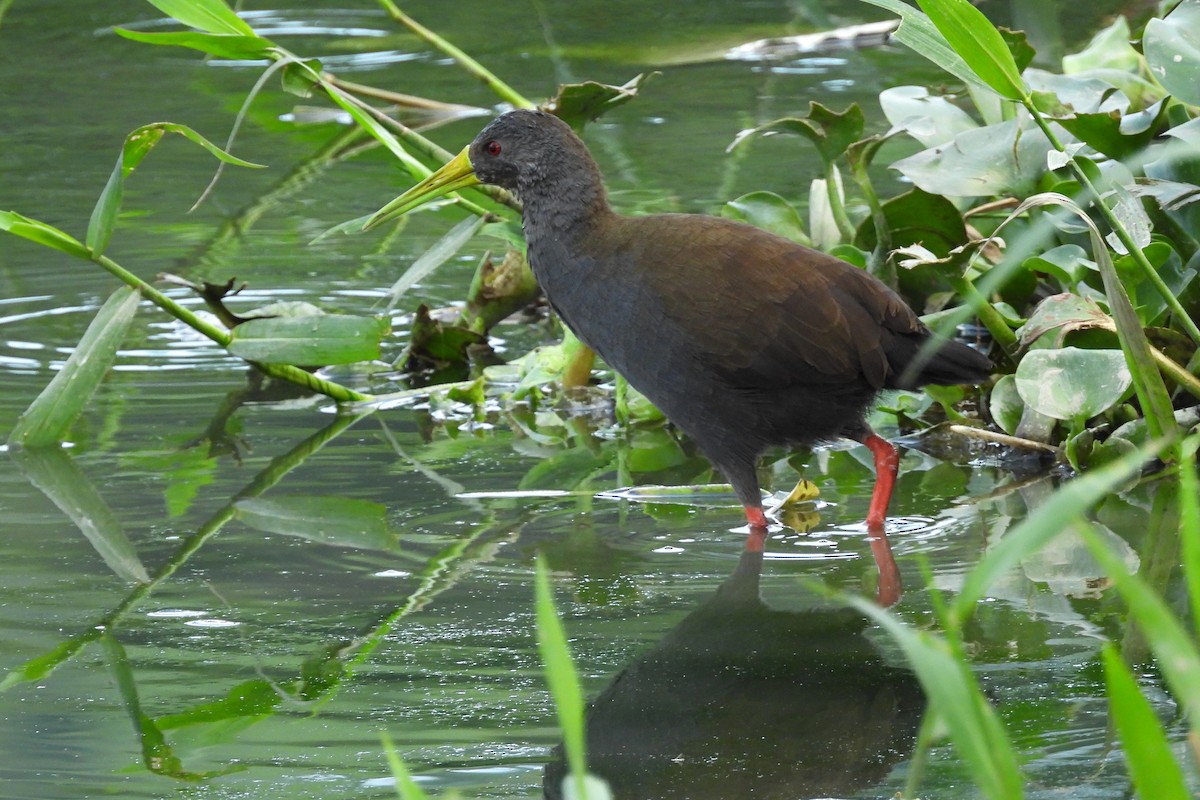 Blackish Rail - ML641023755