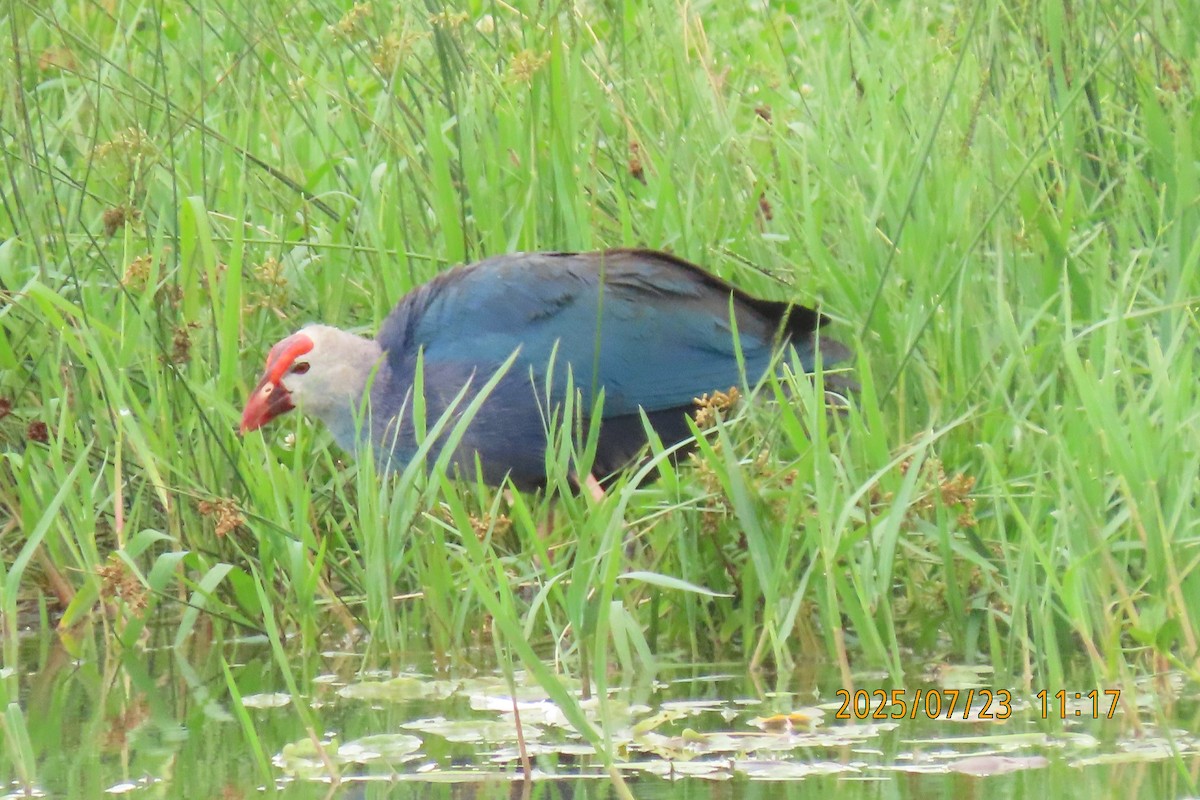 Gray-headed Swamphen - ML641023772
